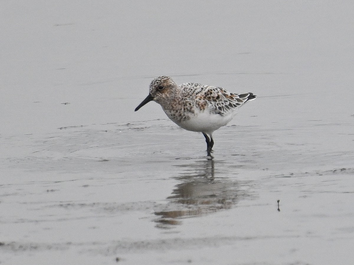 三趾濱鷸 - ML619550829