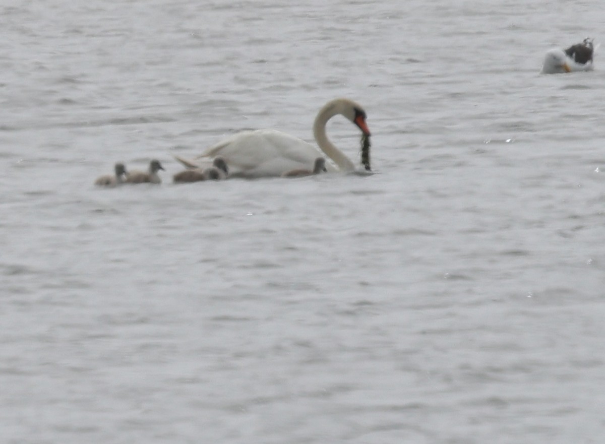 Mute Swan - burton balkind