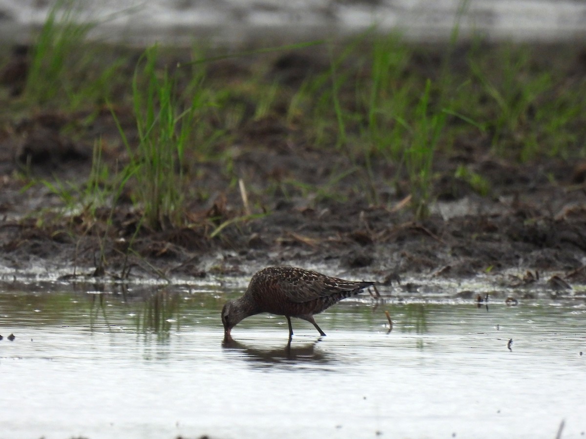 Hudsonian Godwit - ML619550833