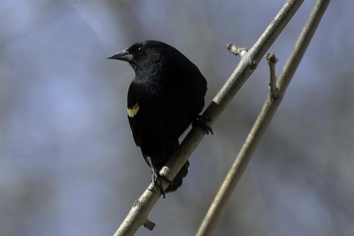 Red-winged Blackbird - ML619550839