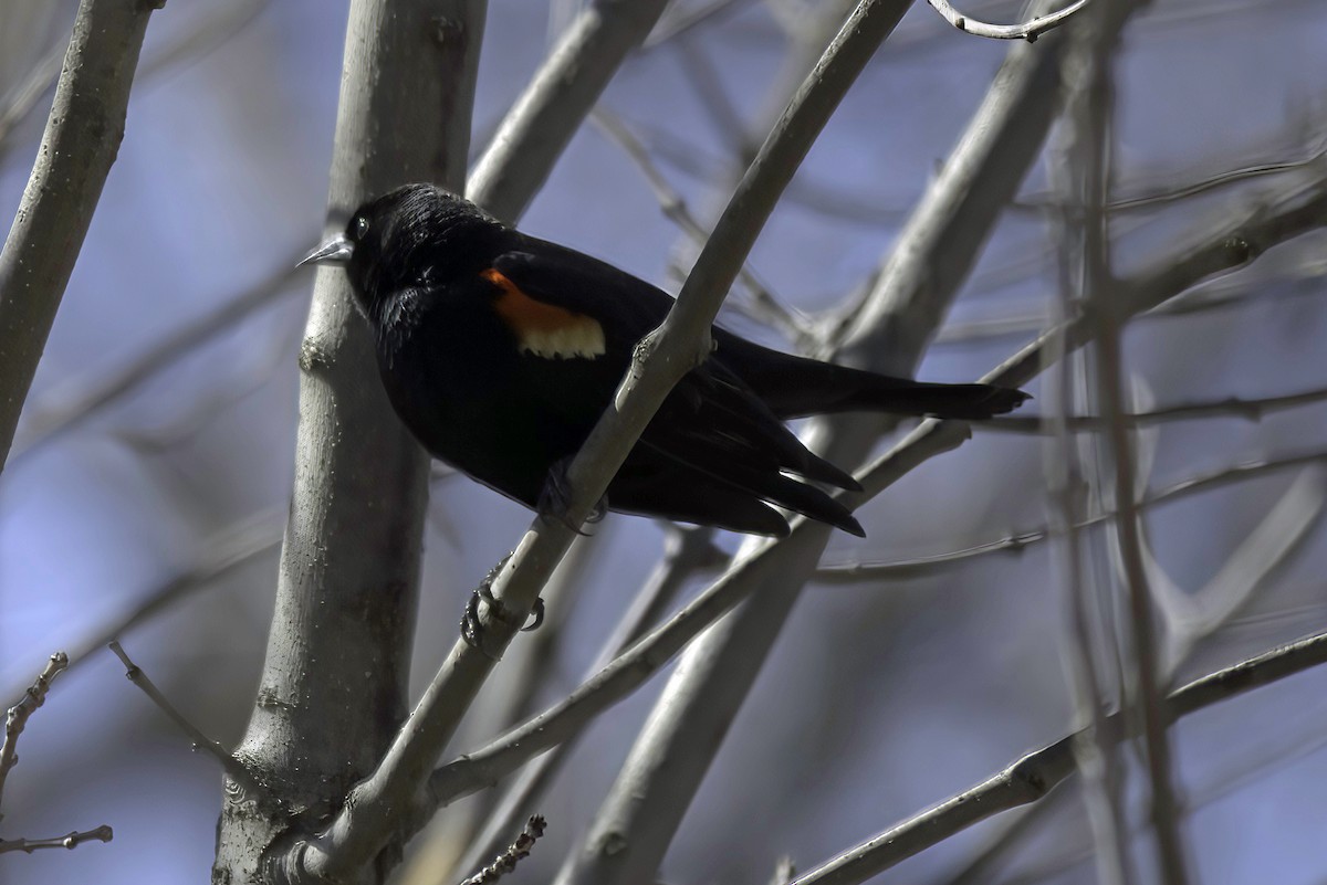 Red-winged Blackbird - ML619550843