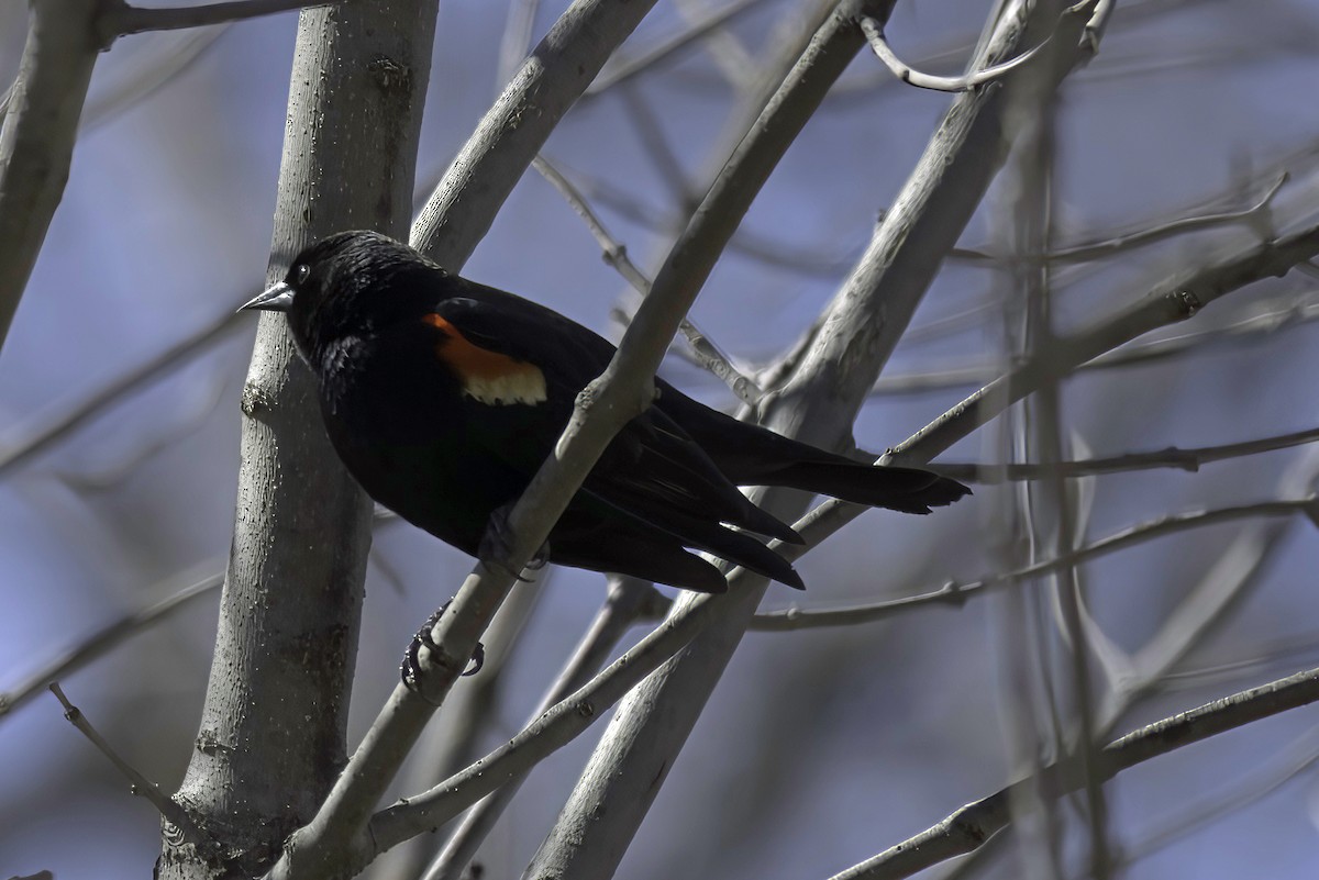 Red-winged Blackbird - Jim Tonkinson