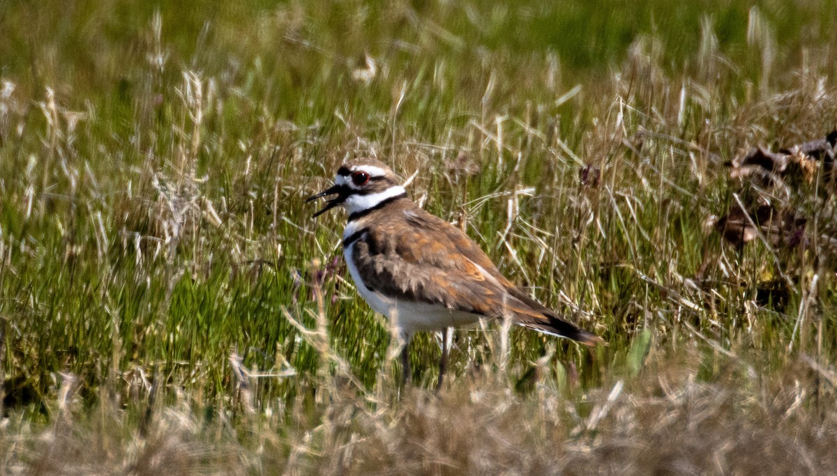 Killdeer - Tristan Ness