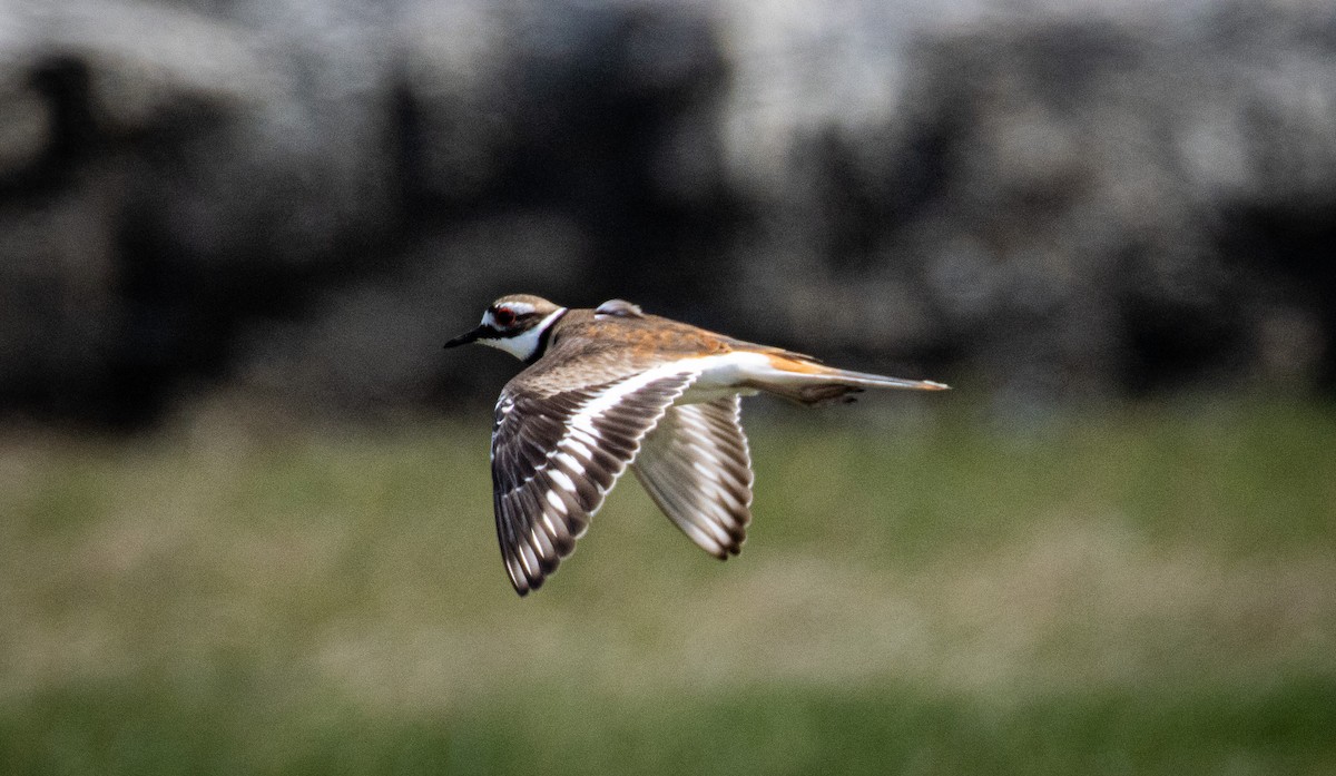 Killdeer - Tristan Ness