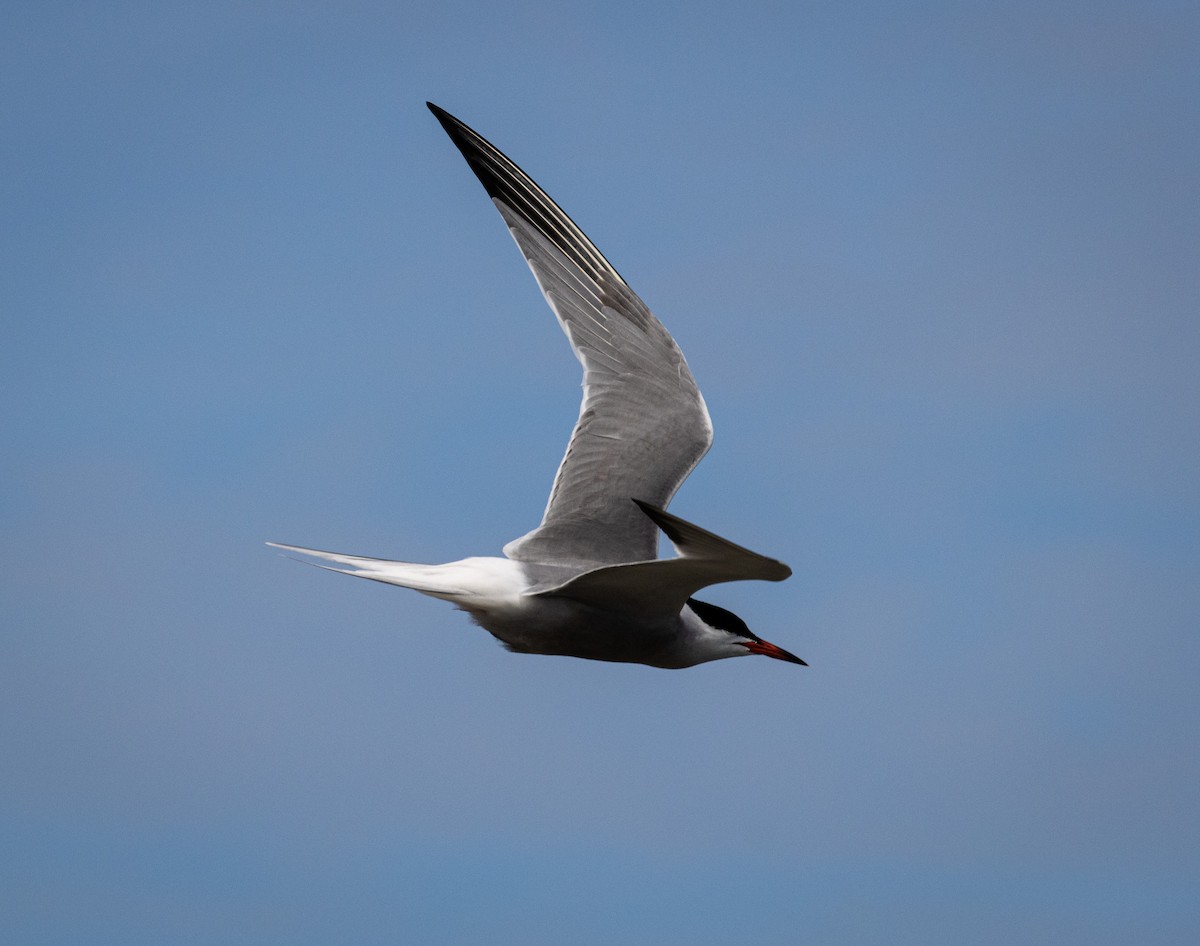 Common Tern - Tristan Ness