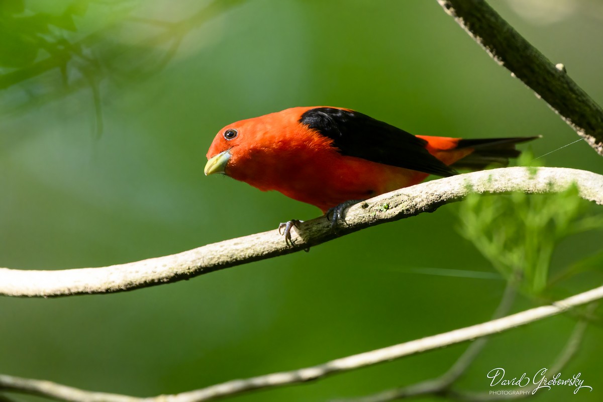 Scarlet Tanager - Dave G