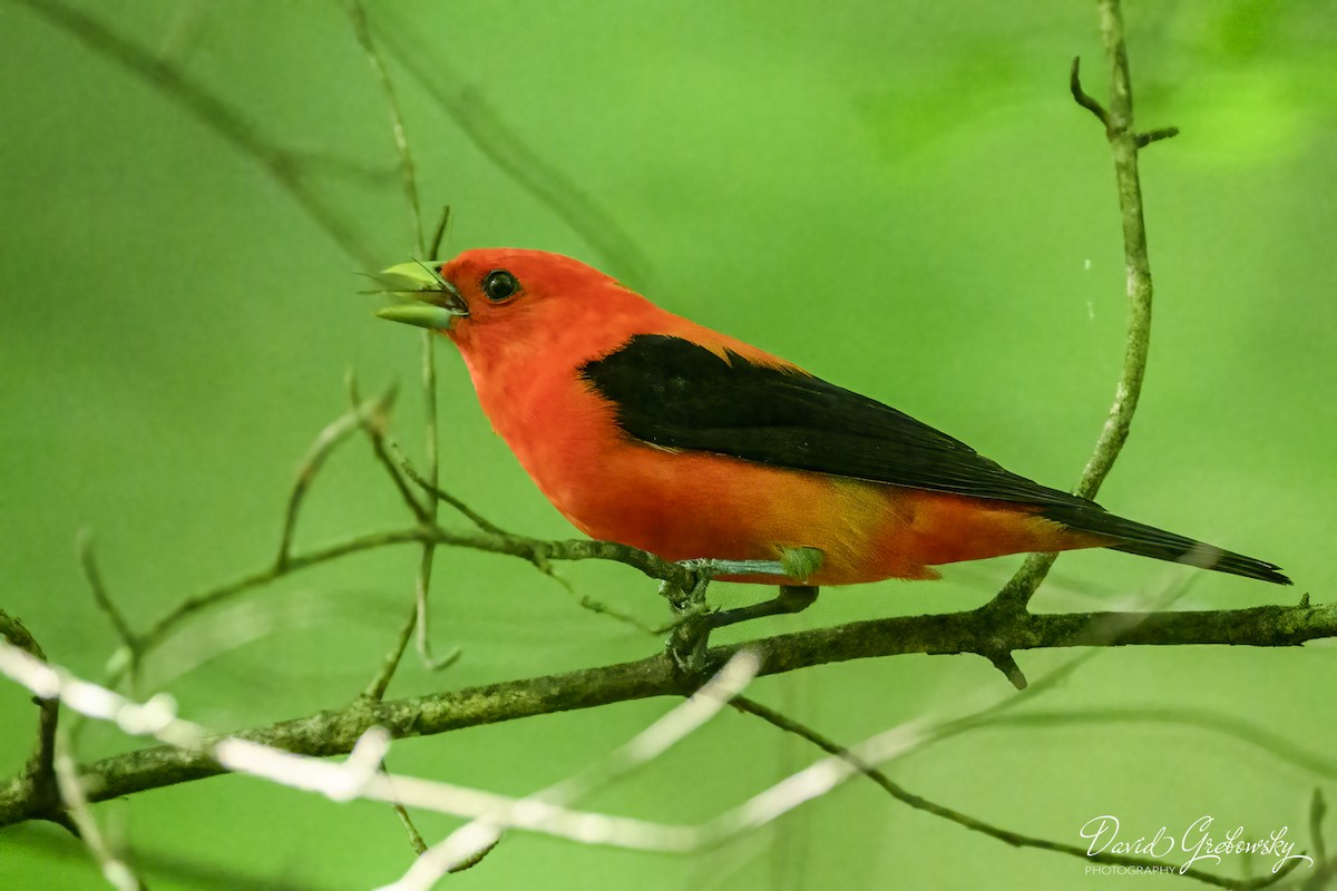 Scarlet Tanager - Dave G