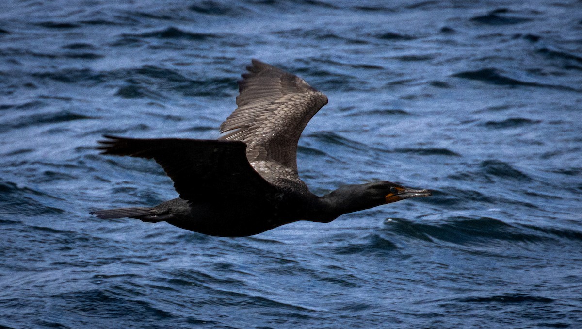 Double-crested Cormorant - Tristan Ness