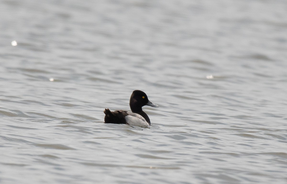 Lesser Scaup - ML619550862