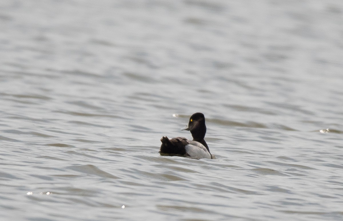 Lesser Scaup - ML619550863