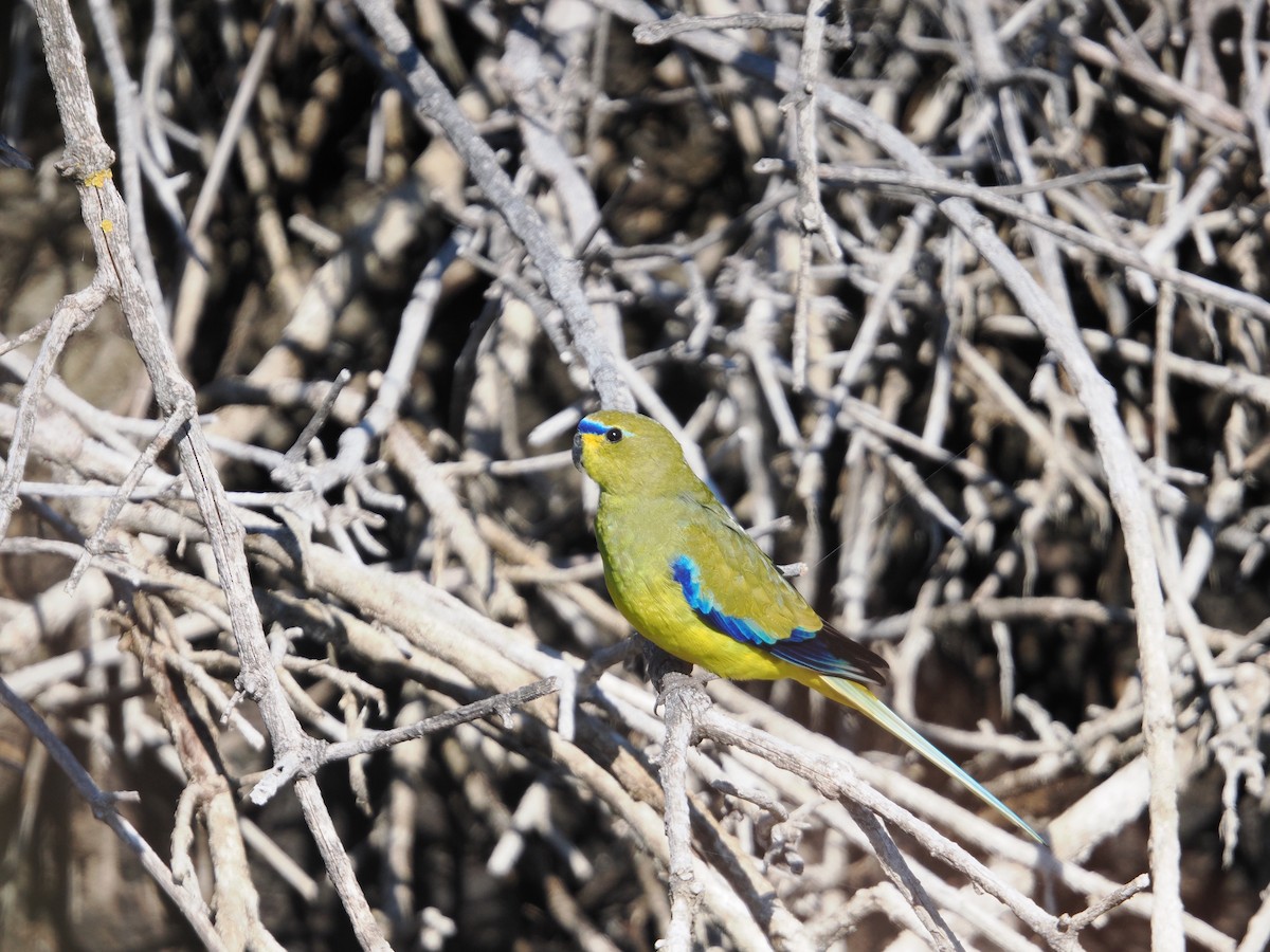 Elegant Parrot - Rob Burnell