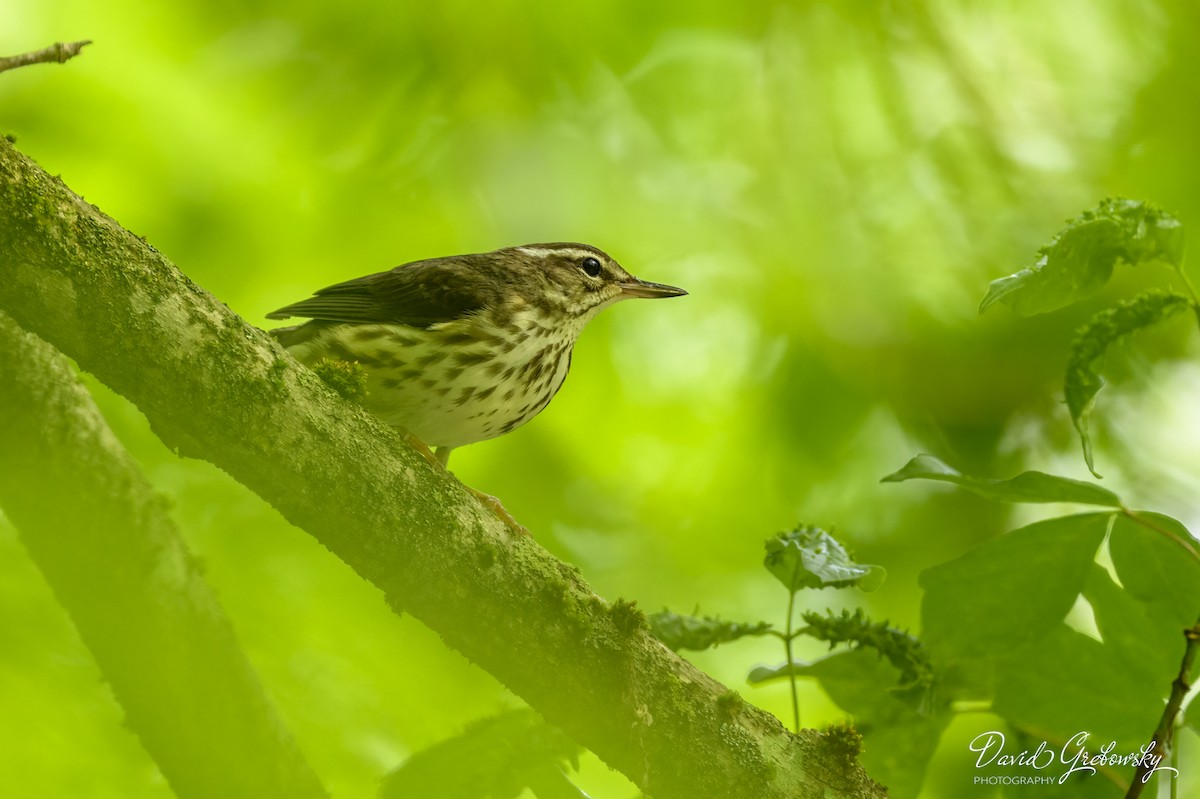 Louisiana Waterthrush - Dave G