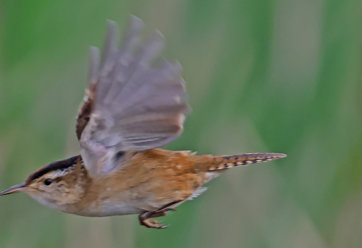 Marsh Wren - Wido Hoville