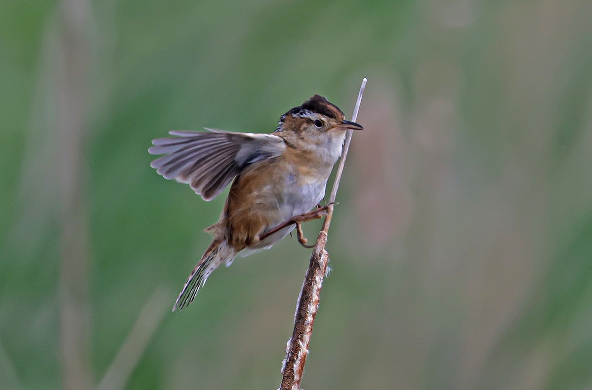 Marsh Wren - Wido Hoville