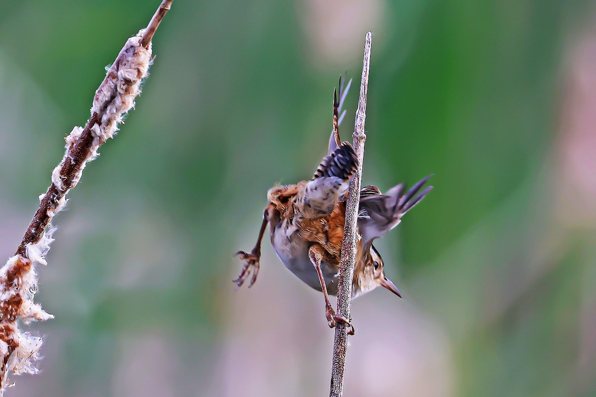 Marsh Wren - Wido Hoville