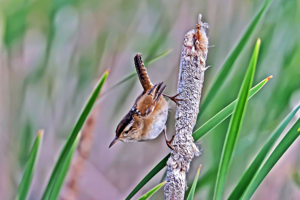 Marsh Wren - Wido Hoville