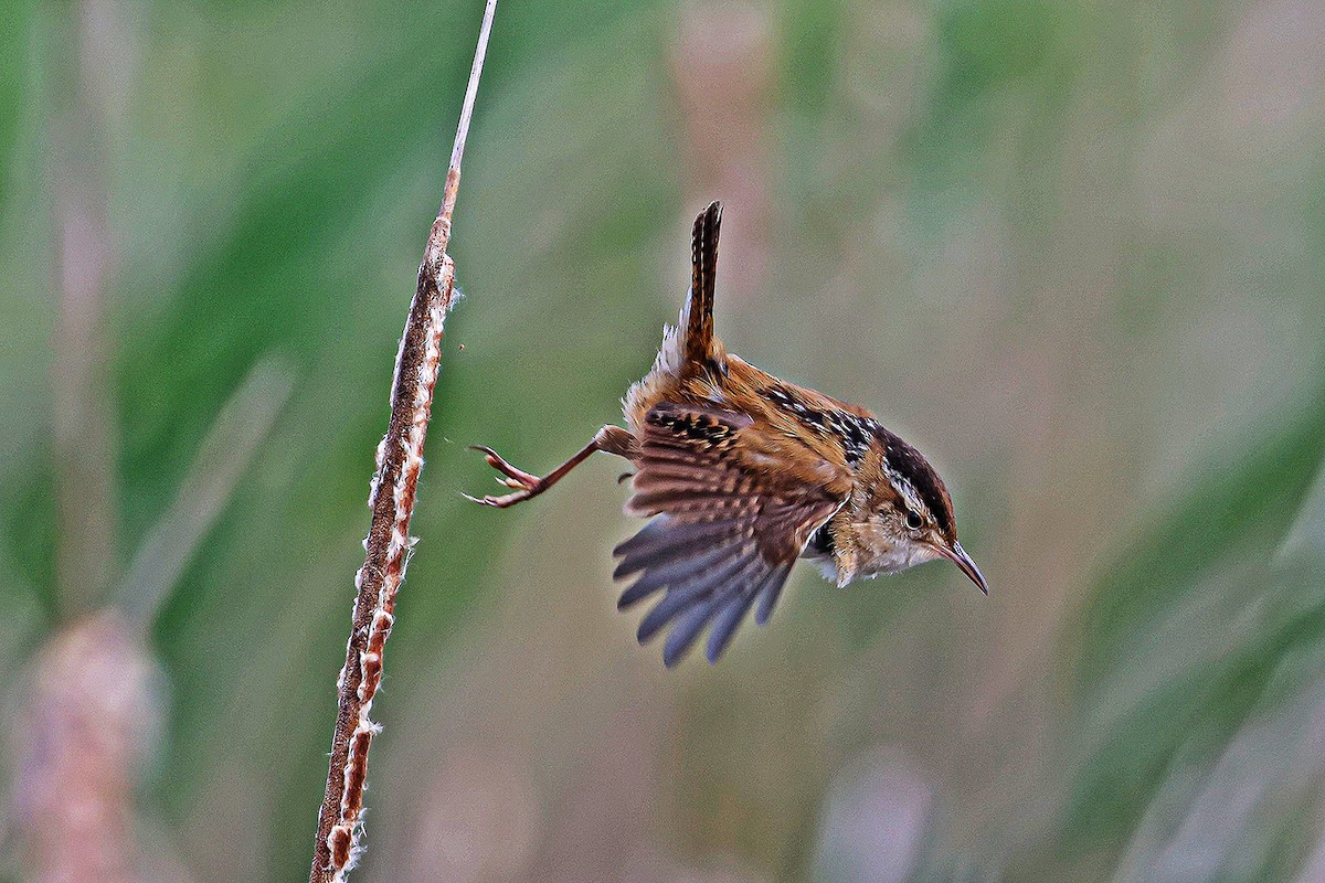 Marsh Wren - Wido Hoville