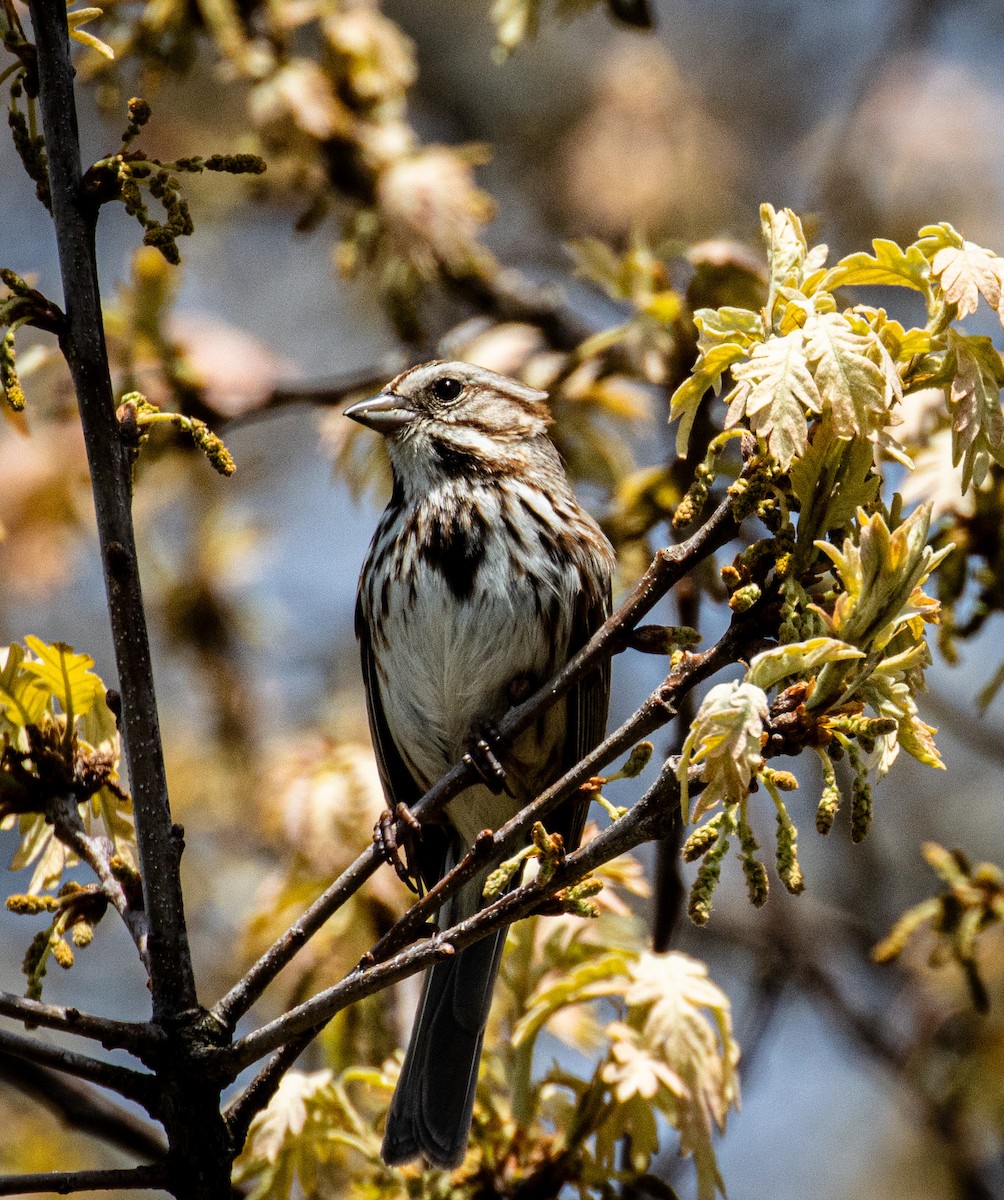 Song Sparrow - Tristan Ness