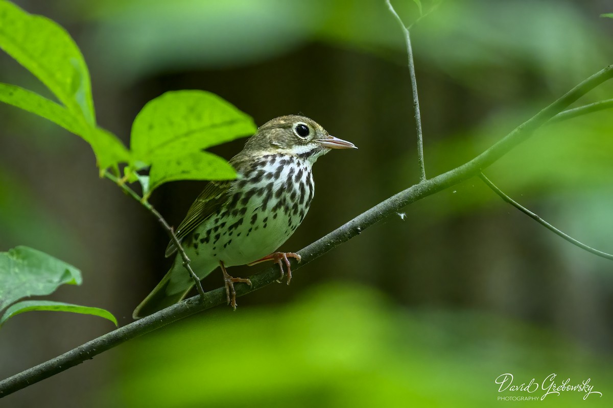 Ovenbird - Dave G