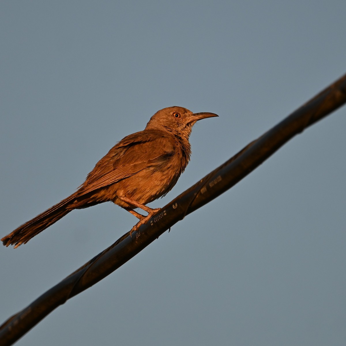 Bendire's Thrasher - Ronnie Reed