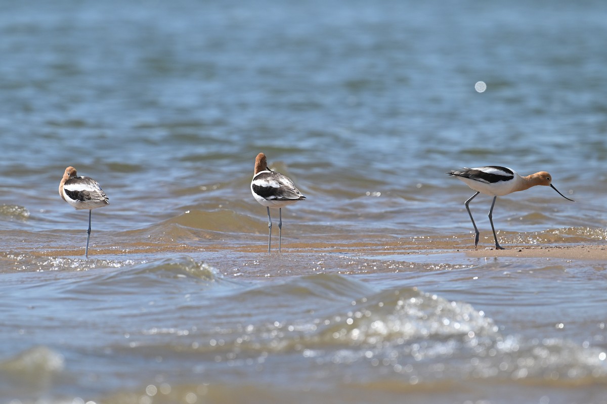 American Avocet - George Chiu