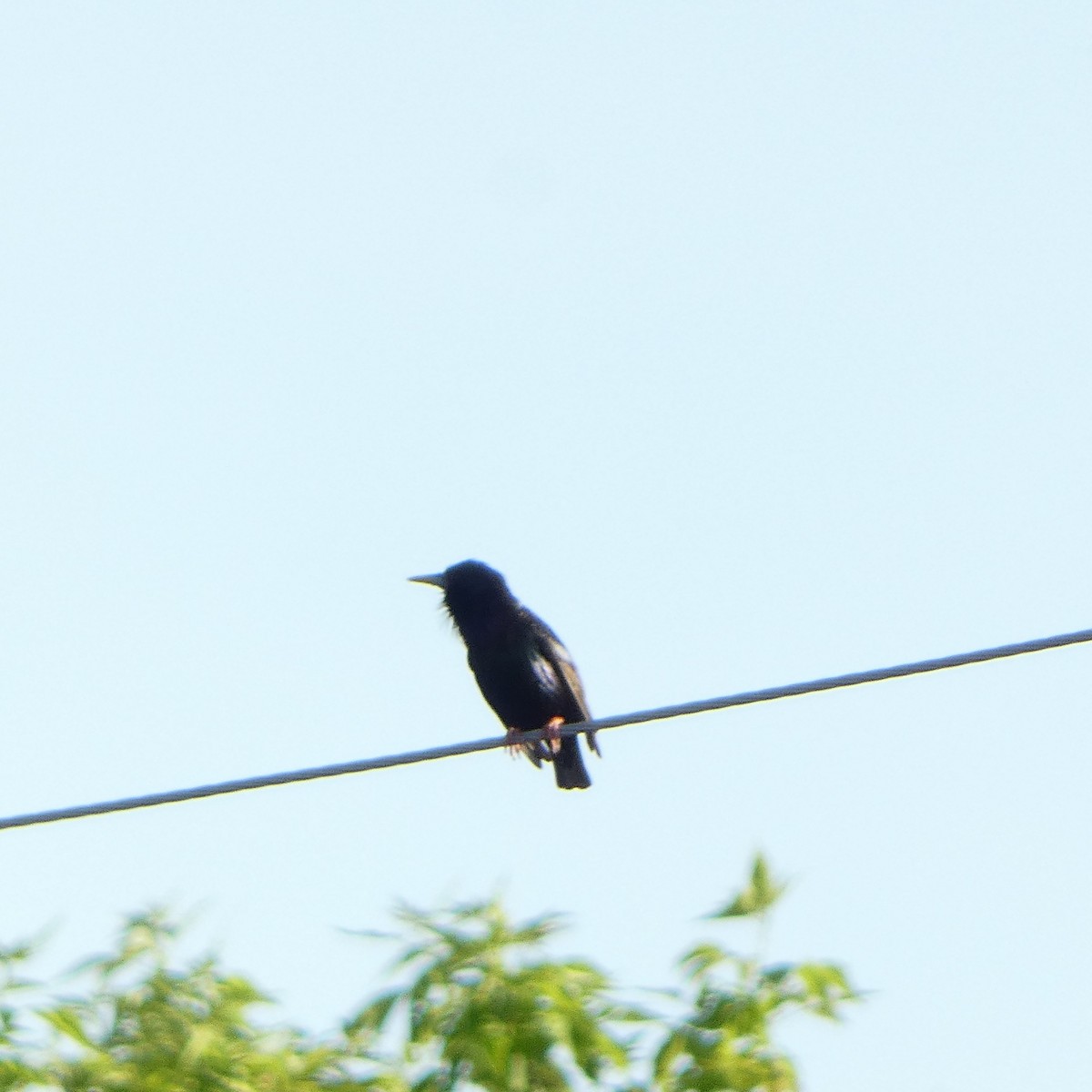 European Starling - Sarah Bowman