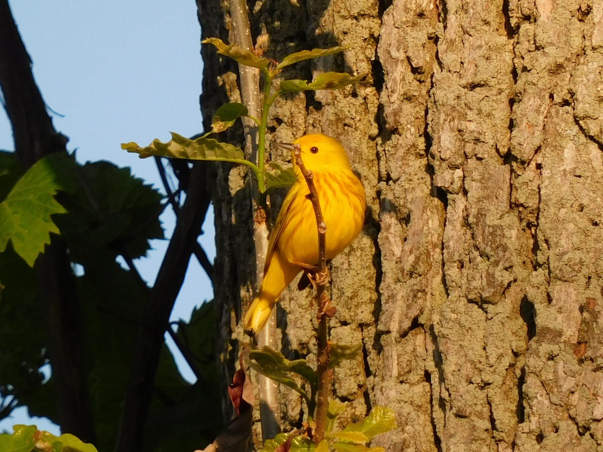 Yellow Warbler - Charles Chu