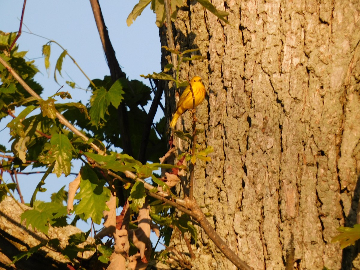 Yellow Warbler - Charles Chu