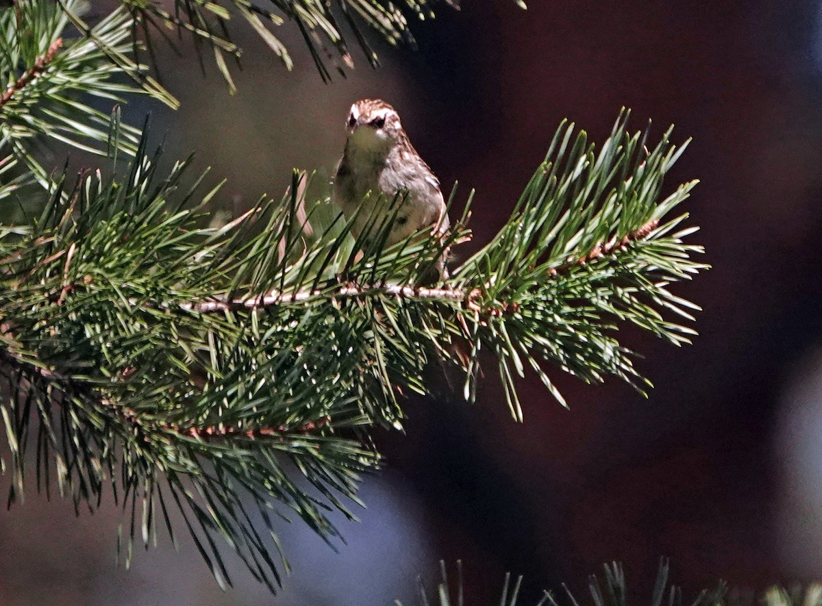 Short-toed Treecreeper - Diane Drobka