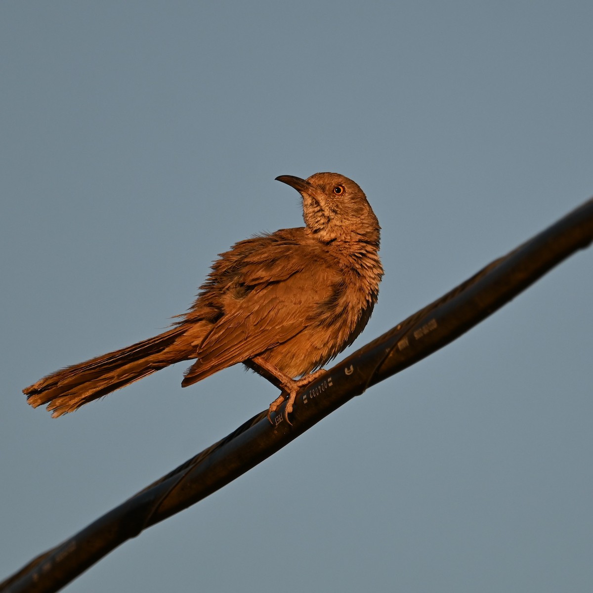 Bendire's Thrasher - ML619550896