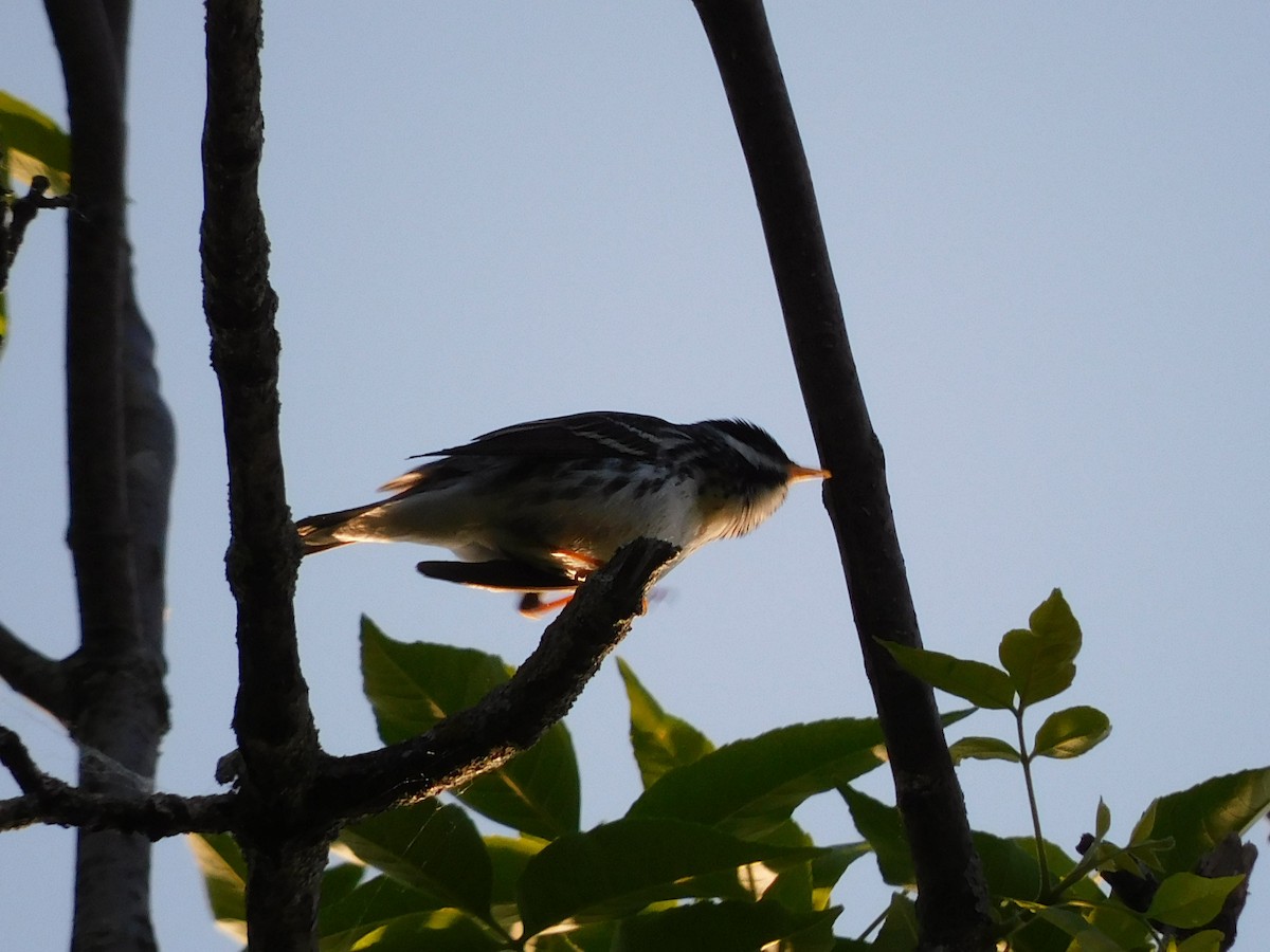 Blackpoll Warbler - Charles Chu