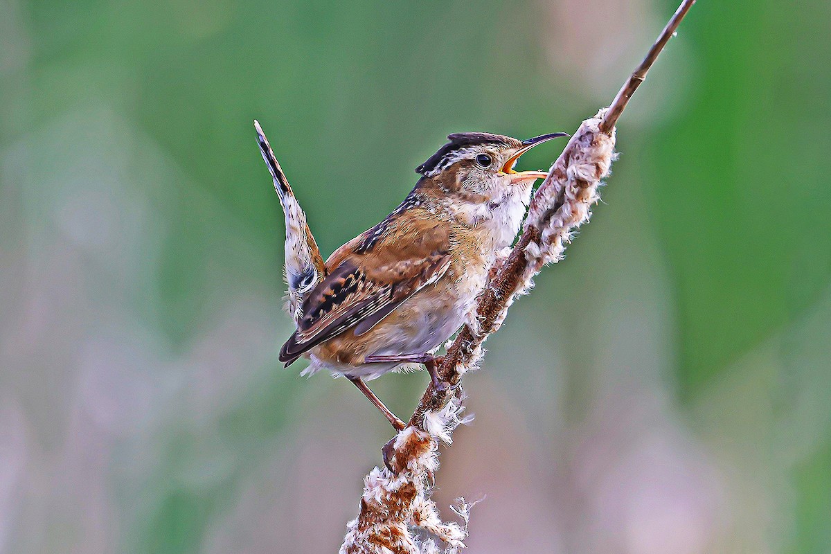 Marsh Wren - Wido Hoville