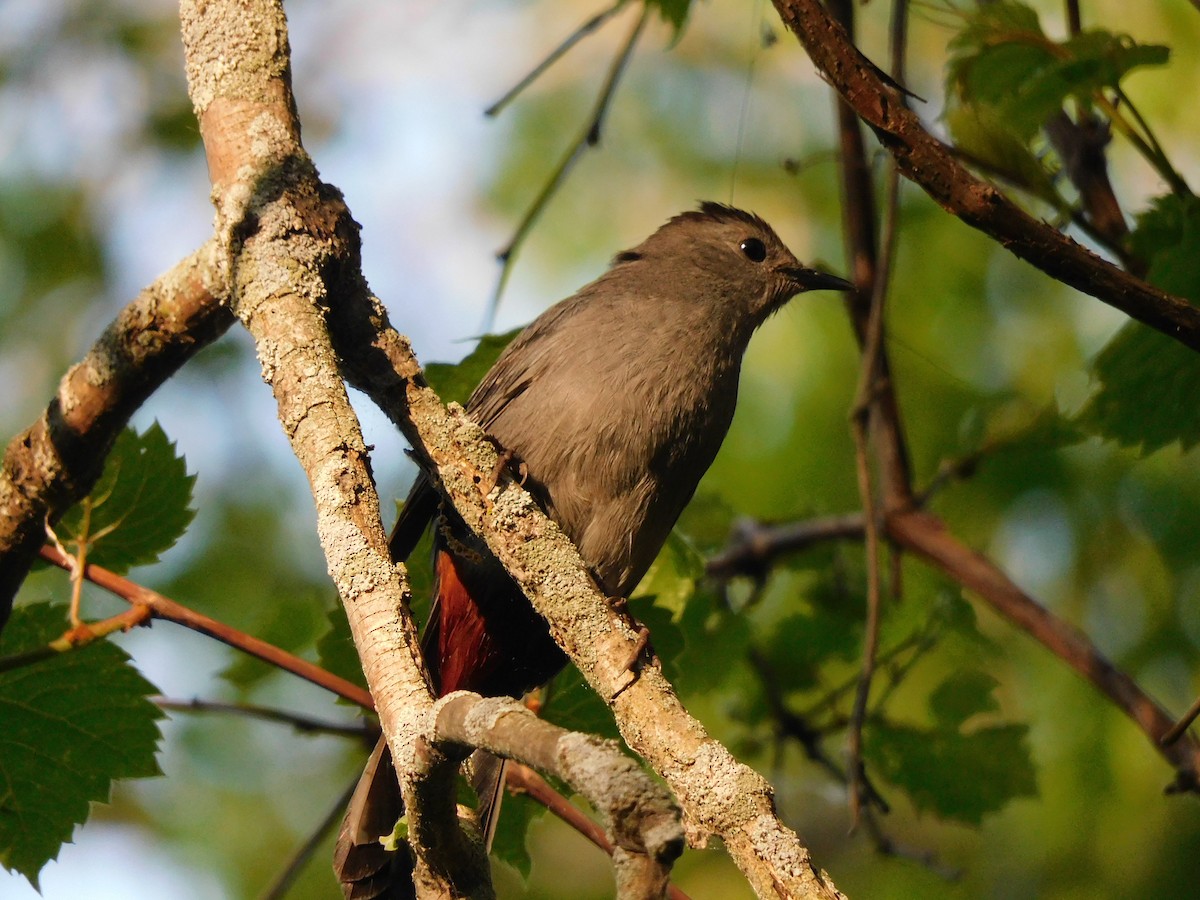 Gray Catbird - Charles Chu