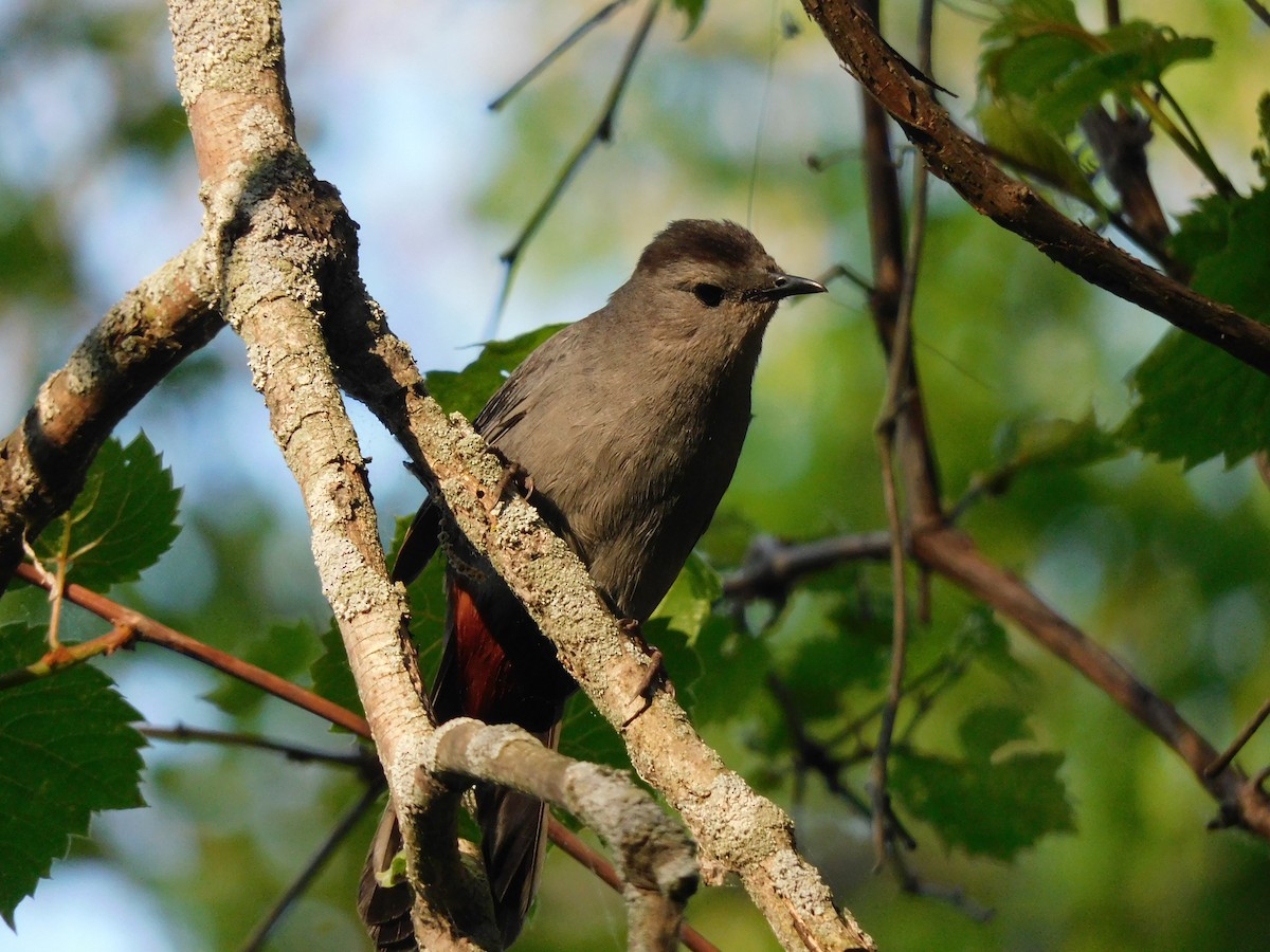 Gray Catbird - ML619550906