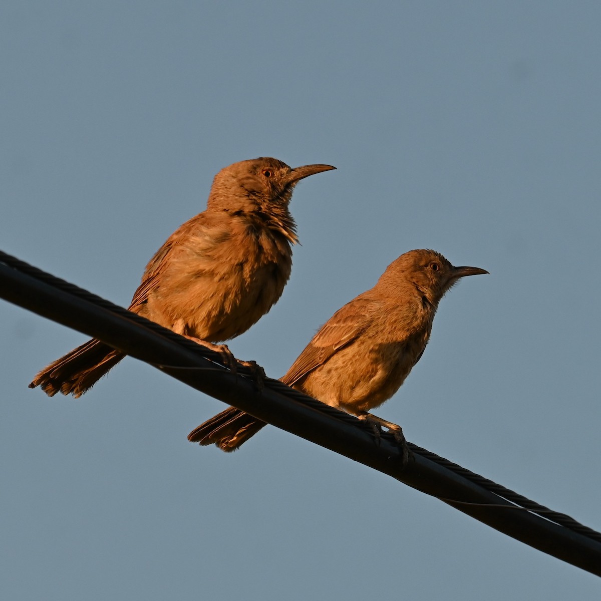 Bendire's Thrasher - ML619550908