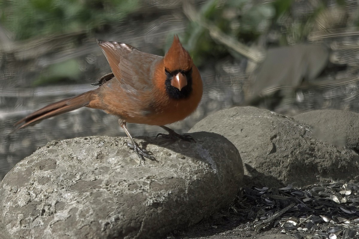 Northern Cardinal - Jim Tonkinson