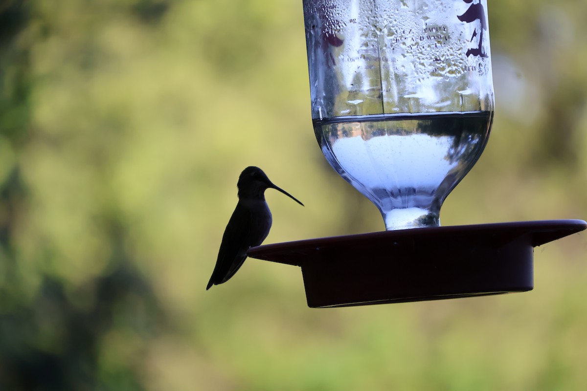 Black-chinned Hummingbird - ML619550912