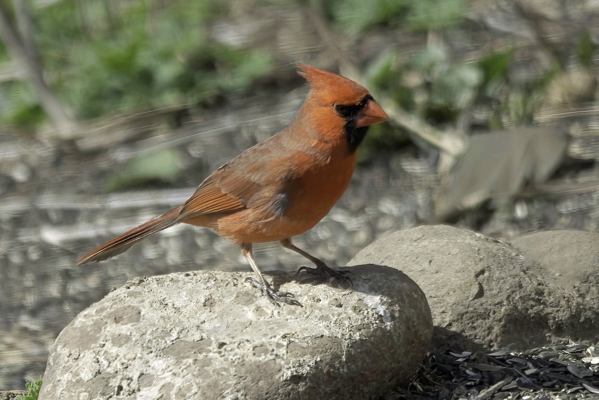 Cardinal rouge - ML619550913