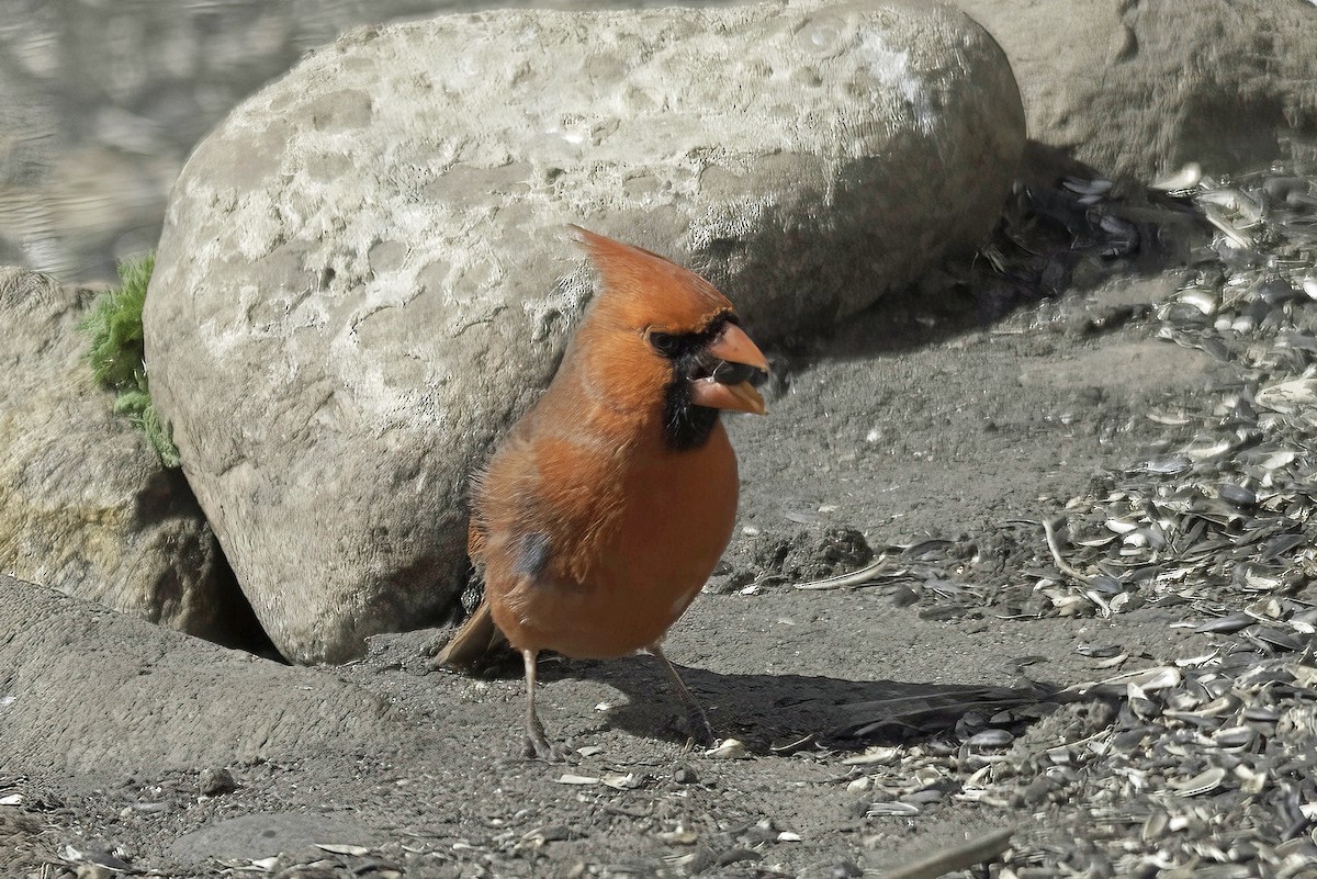 Northern Cardinal - Jim Tonkinson