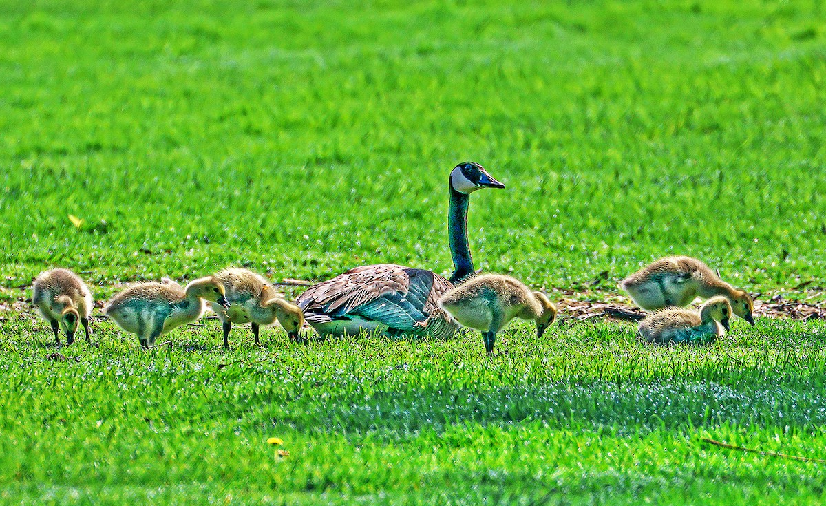 Canada Goose - Wido Hoville