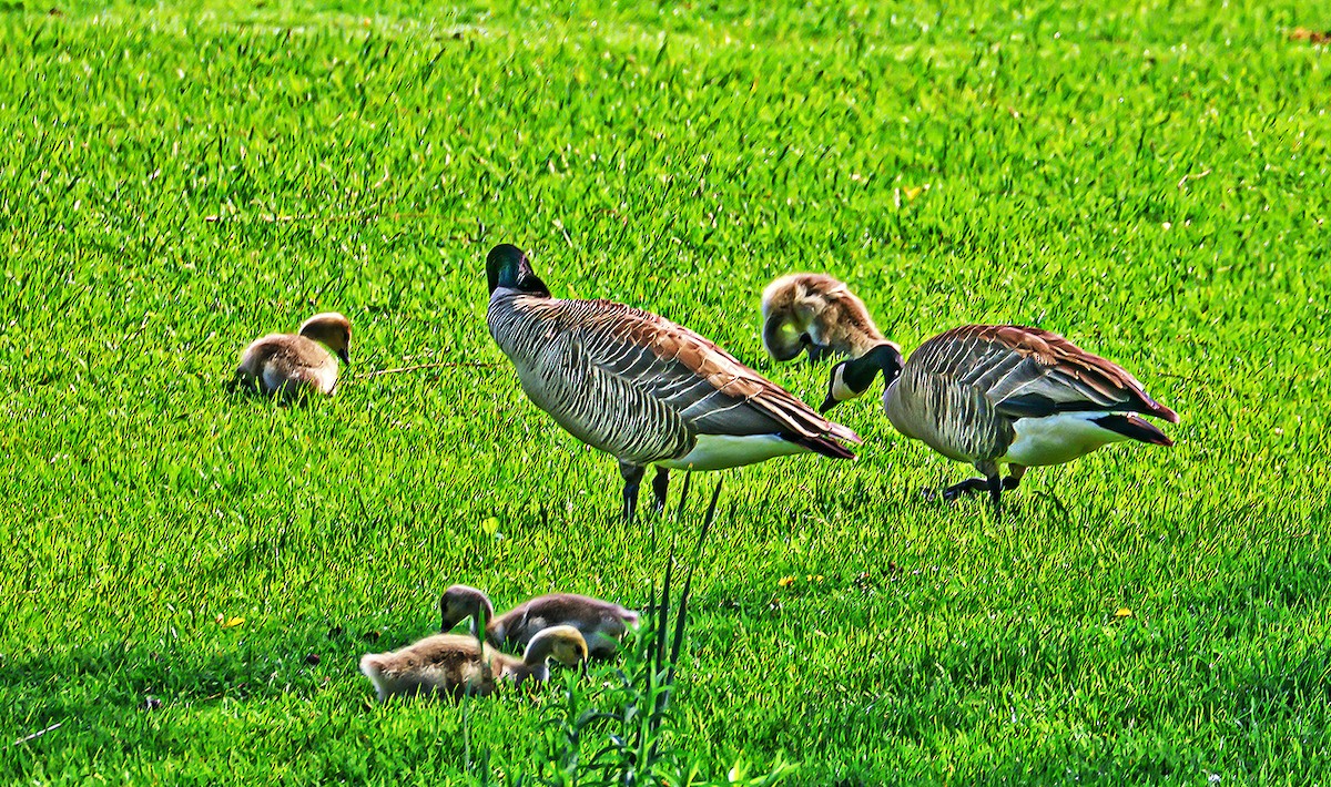 Canada Goose - Wido Hoville