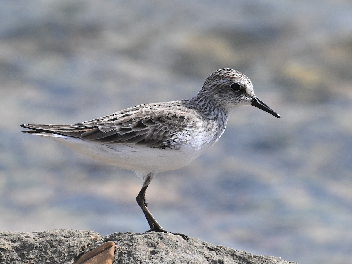 Semipalmated Sandpiper - ML619550923