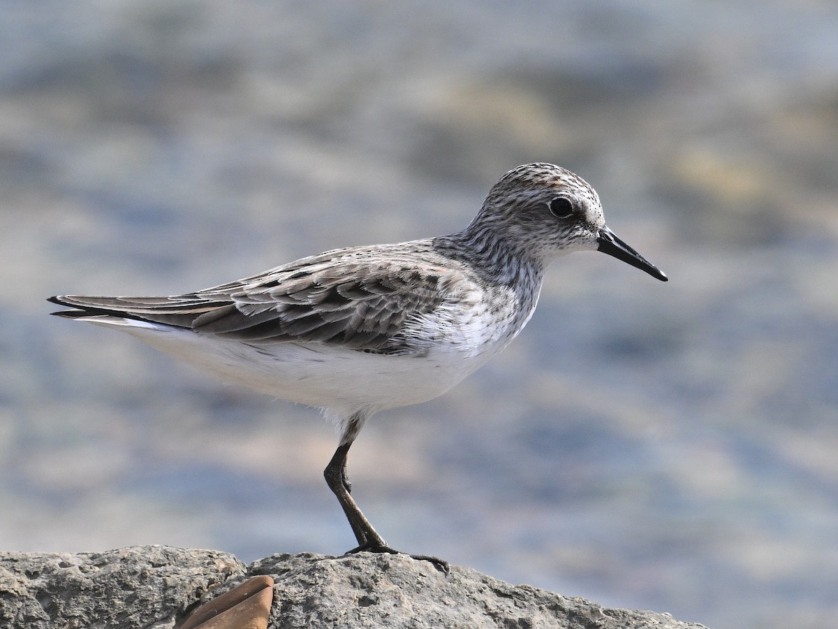 Semipalmated Sandpiper - George Chiu