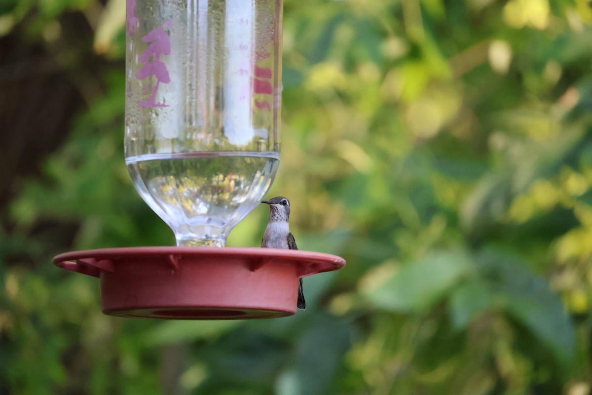 Black-chinned Hummingbird - ML619550927