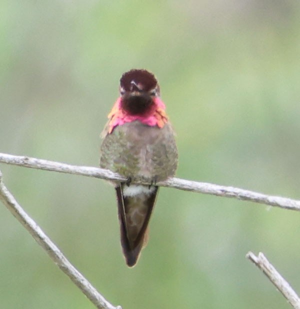 Anna's Hummingbird - Diane Etchison