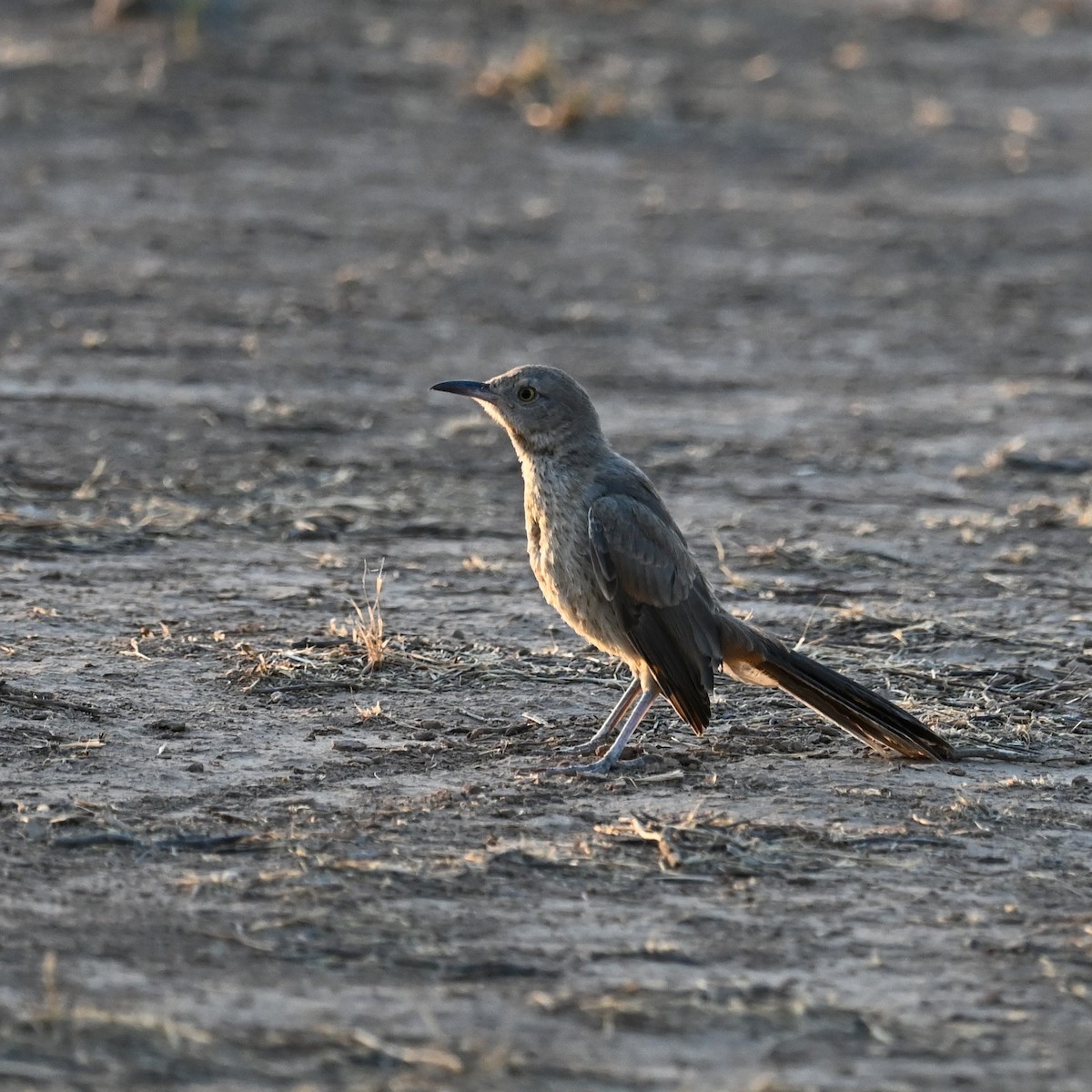 Bendire's Thrasher - Ronnie Reed