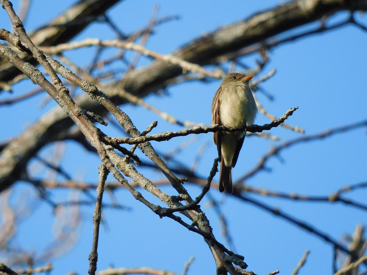 Eastern Wood-Pewee - Charles Chu