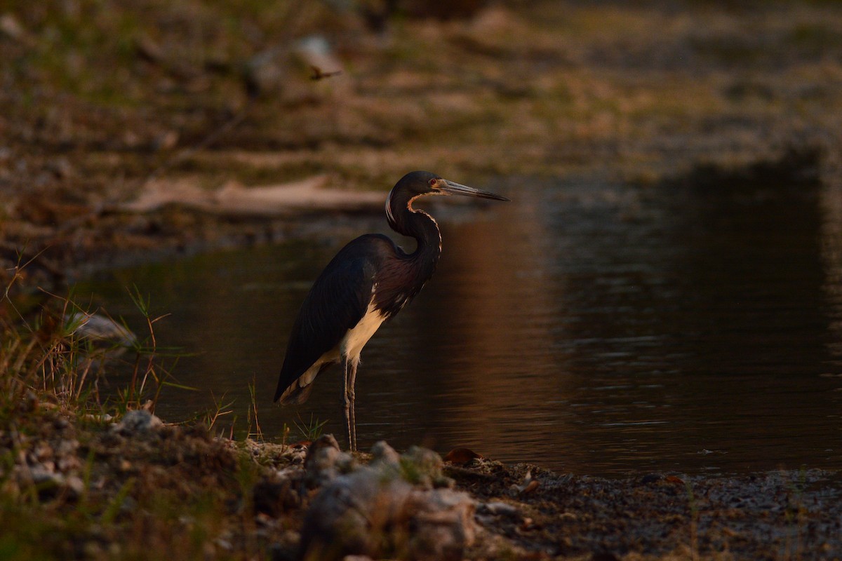 Tricolored Heron - Simon Valdez-Juarez