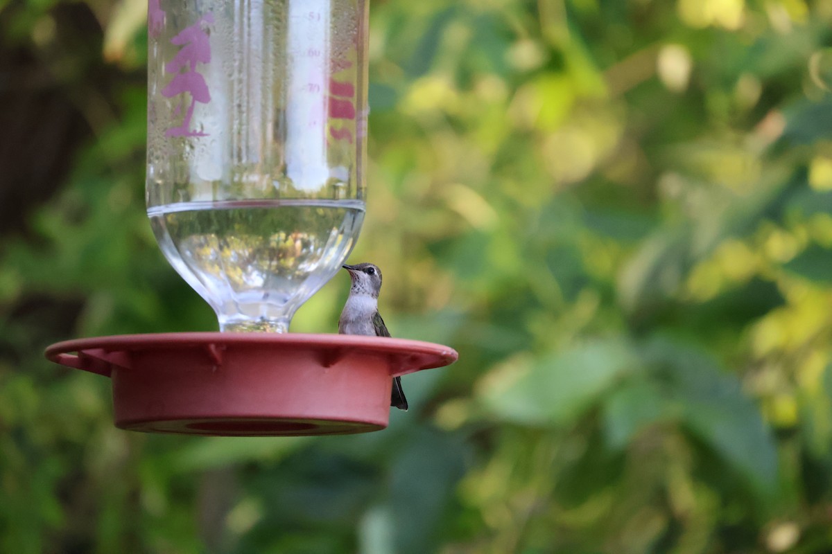 Black-chinned Hummingbird - Daniel Gillingwater