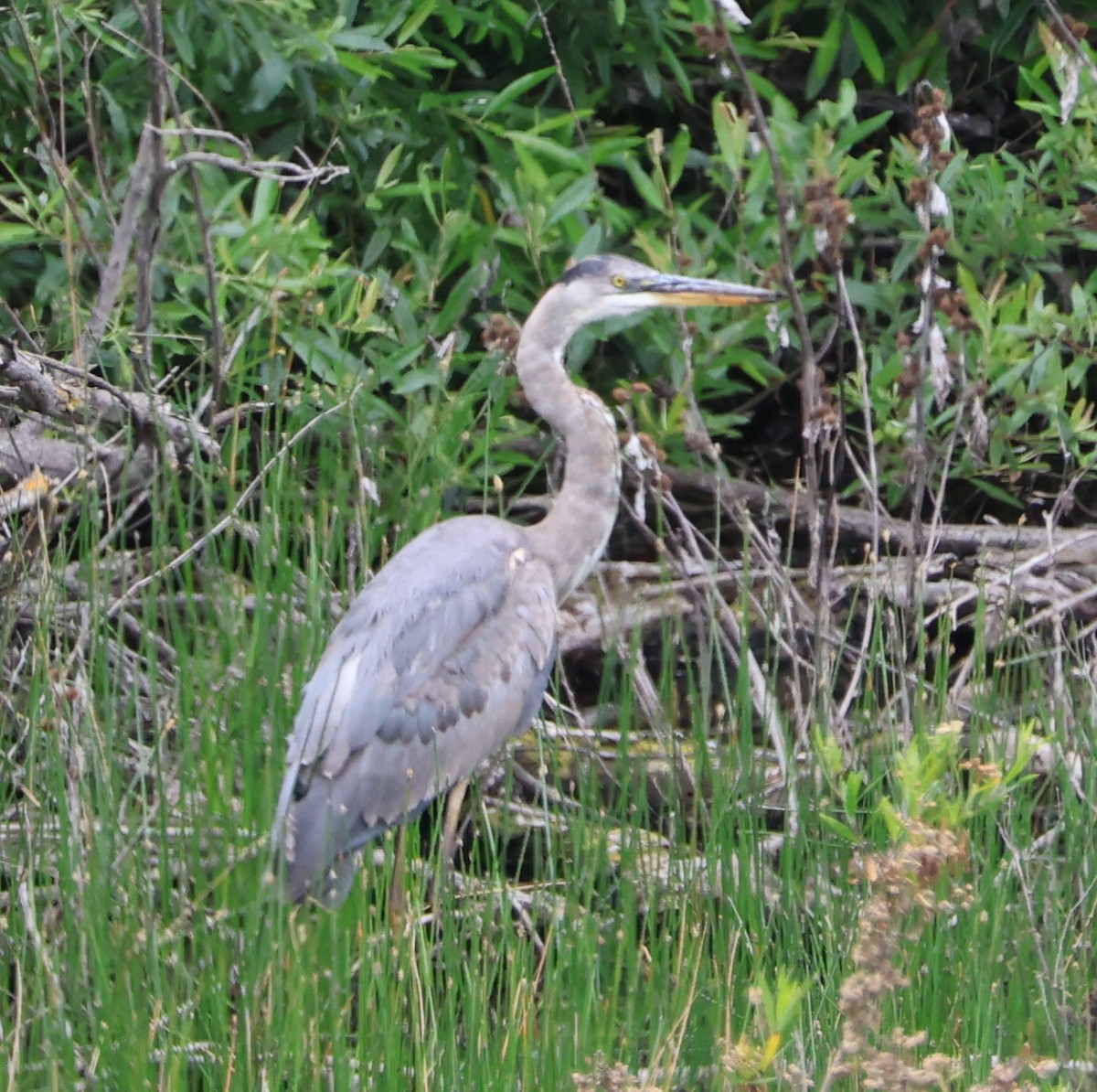 Great Blue Heron - Diane Etchison